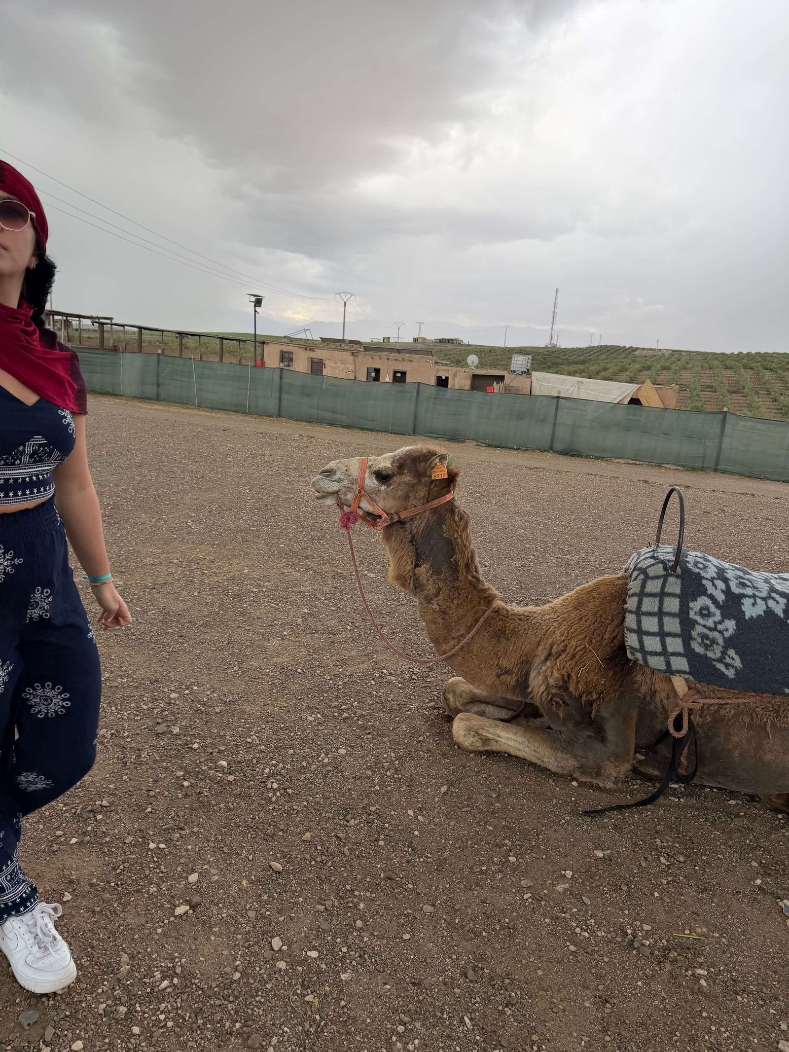 Camel Ride in Agafay Desert Gallery 4